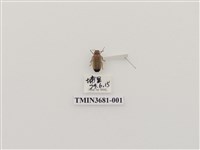 藏品(大端黑螢)的圖片